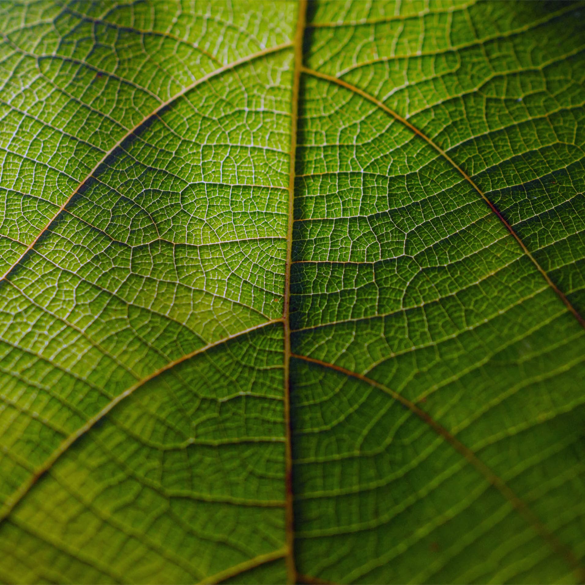 ingredientes naturales